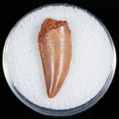 Bargain Raptor Tooth From Morocco - #11236